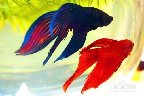 寵小到大魚缸怎么樣才能養活：從小到大魚缸如何養活魚類