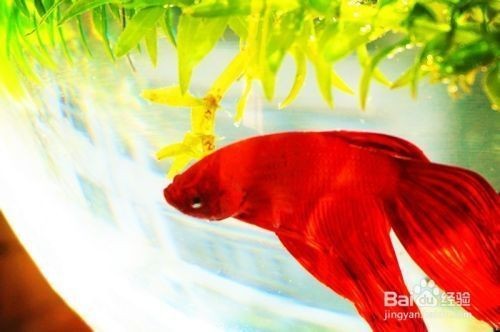 寵小到大魚缸怎么樣才能養活：從小到大魚缸如何養活魚類