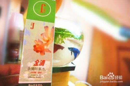 寵小到大魚缸怎么樣才能養活：從小到大魚缸如何養活魚類