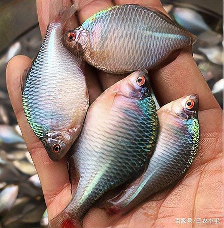 鳑鲏魚為何盡量少吃 鳑鲏魚為何盡量少吃 龍魚論壇 第4張