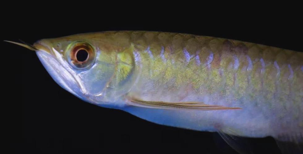 印尼紅龍魚圖片高清圖