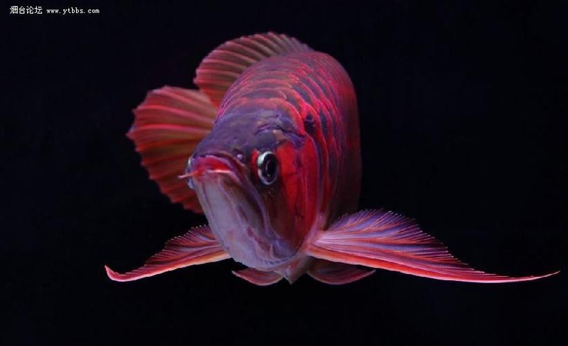 印尼紅龍魚圖片高清圖