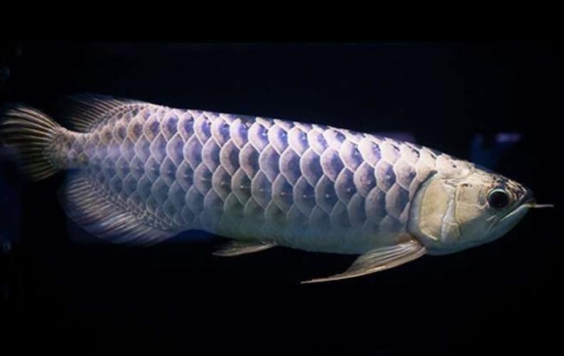 非洲黑龍魚圖片欣賞