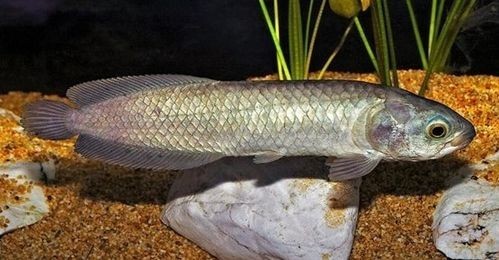 非洲黑龍魚圖片欣賞