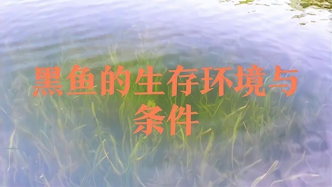 非洲黑龍魚圖片欣賞