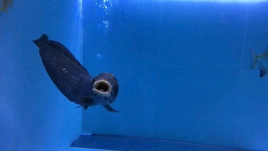 非洲黑龍魚圖片欣賞