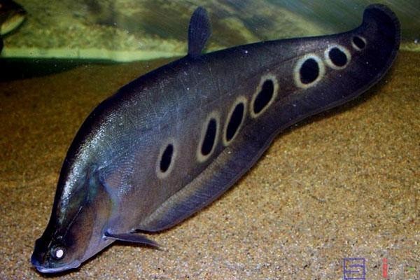 非洲黑龍魚圖片欣賞