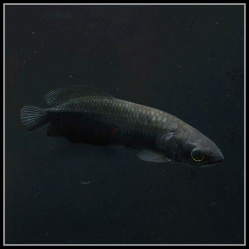 非洲黑龍魚圖片欣賞