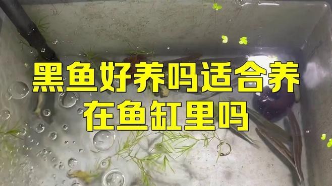 非洲黑龍魚圖片欣賞