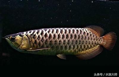 金龍魚怎么分過背高背：關于金龍魚過背和高背區別的詳細解釋