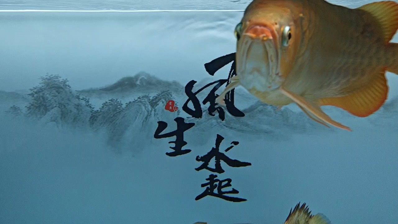 今天的缸最干凈[haha][haha][haha] 今天的缸最干凈[haha][haha][haha] 龍魚(yú)論壇 第1張