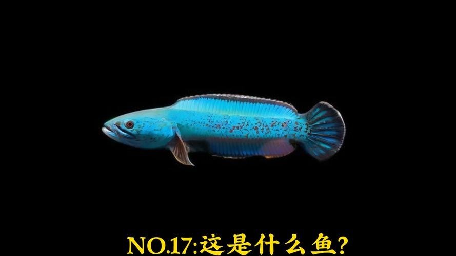 鬼王雷龍魚是大型雷龍嗎圖片大全