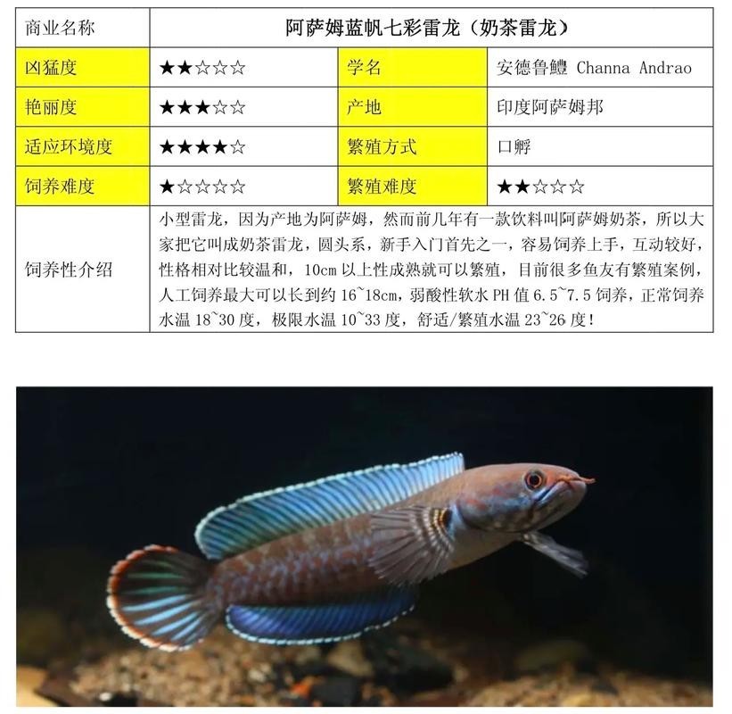 鬼王雷龍魚是大型雷龍嗎圖片大全