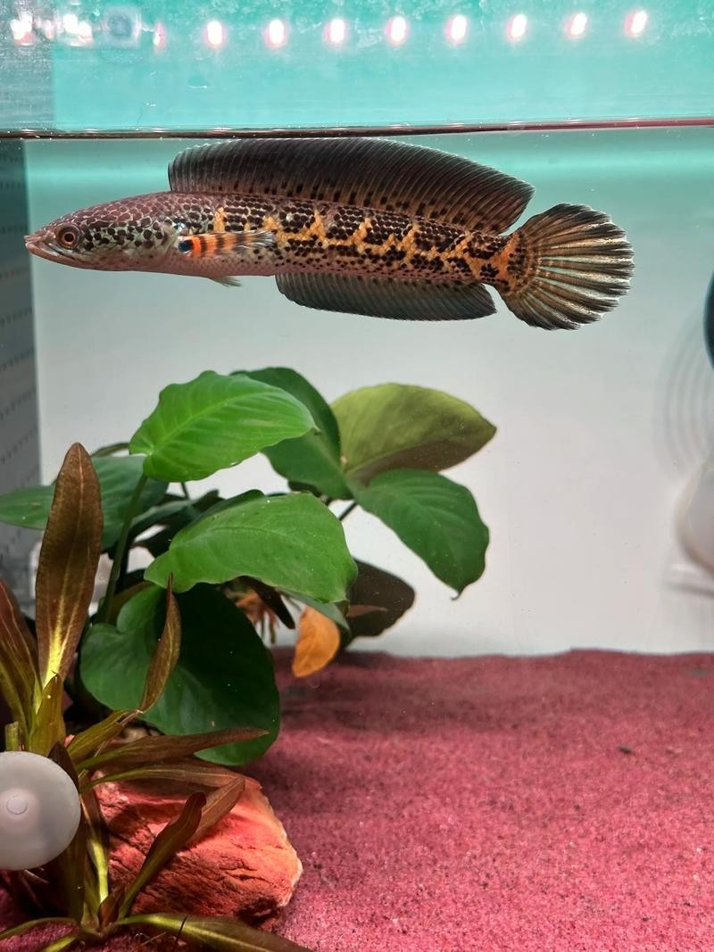 鬼王雷龍魚是大型雷龍嗎圖片大全