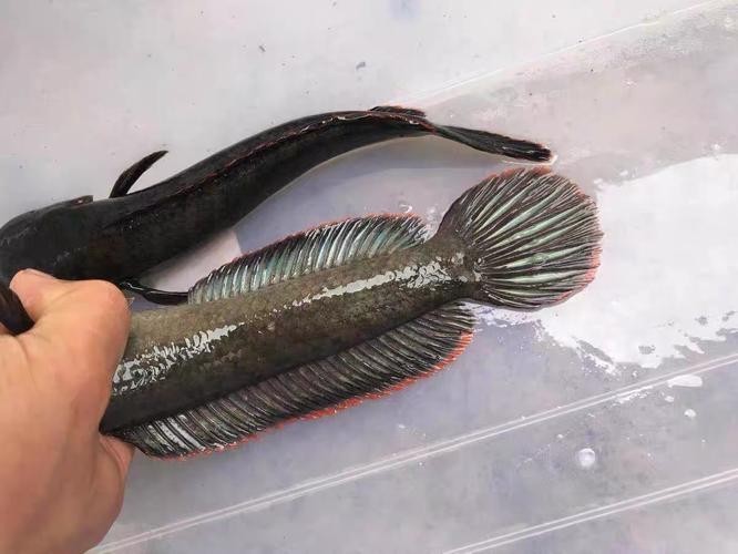 鬼王雷龍魚是大型雷龍嗎圖片大全
