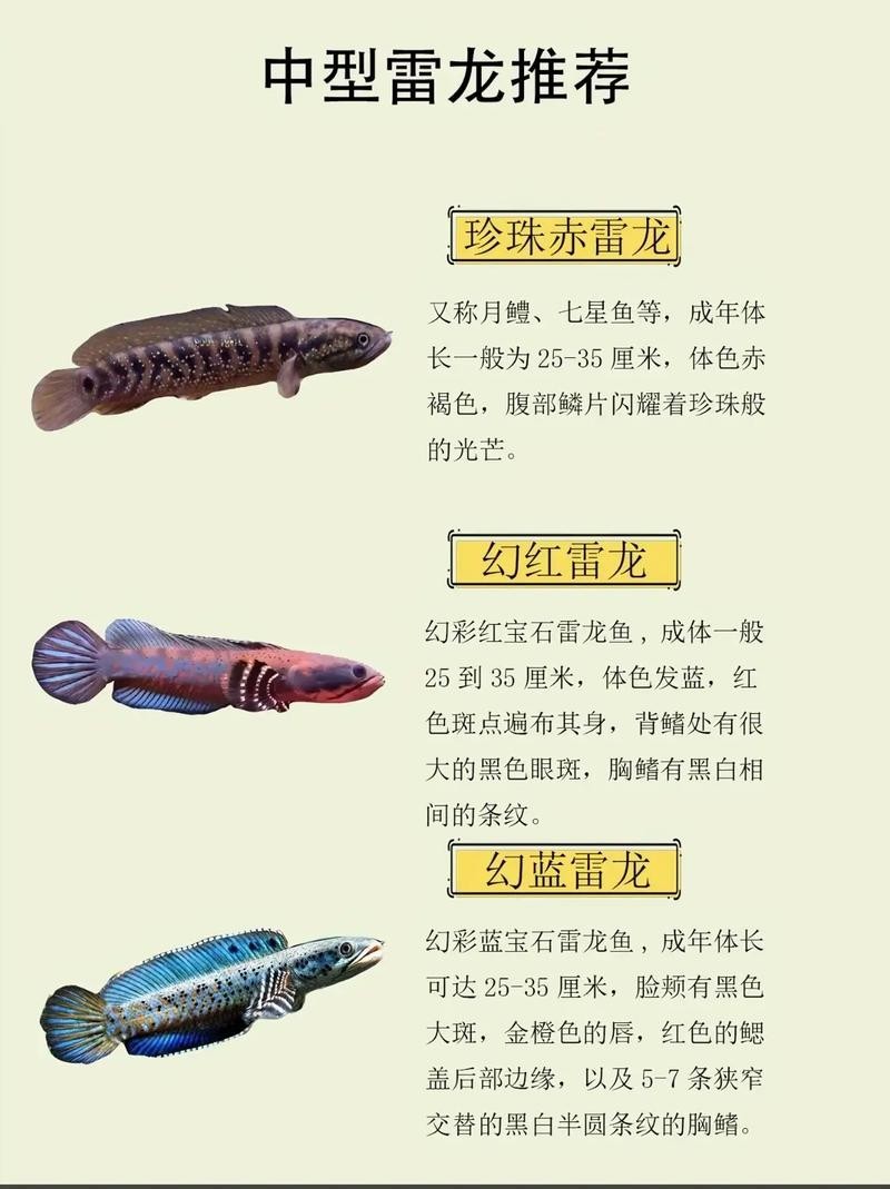 鬼王雷龍魚是大型雷龍嗎圖片大全