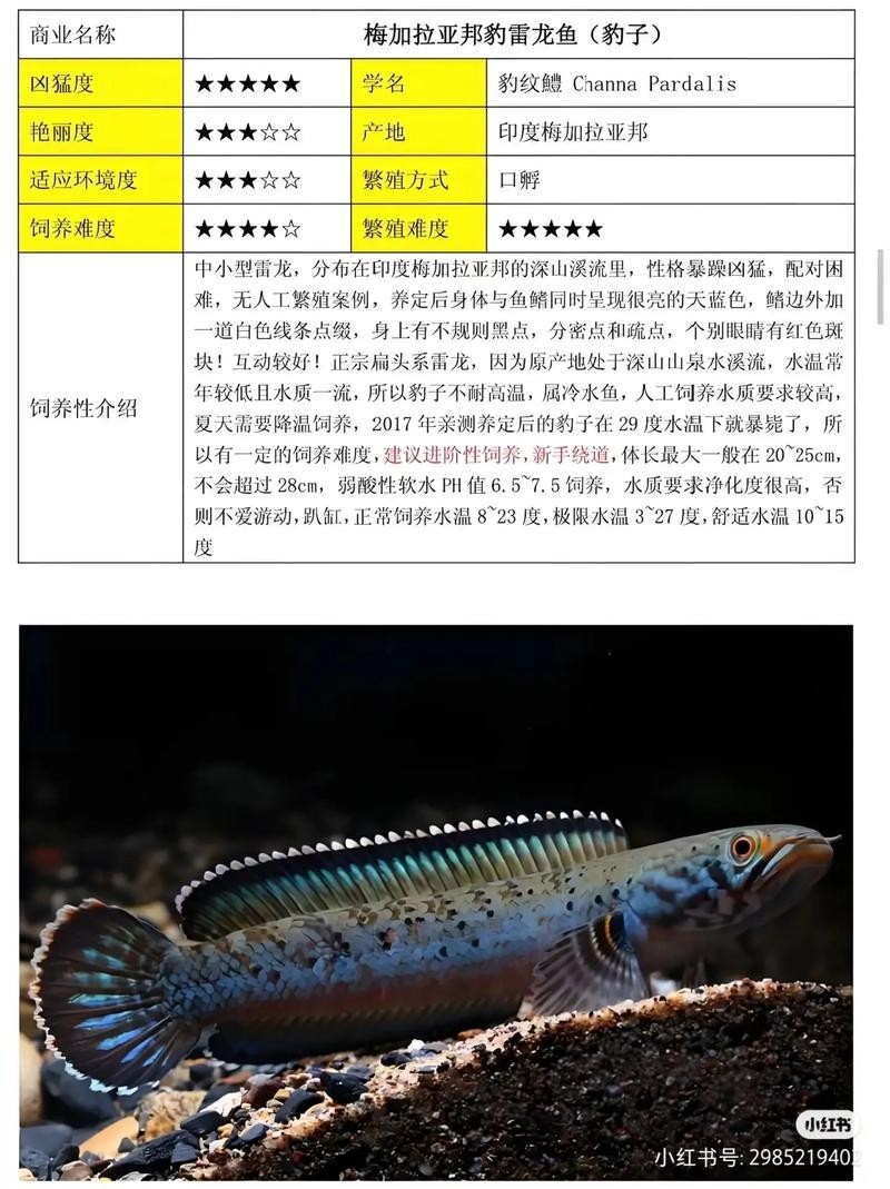 鬼王雷龍魚是大型雷龍嗎圖片大全