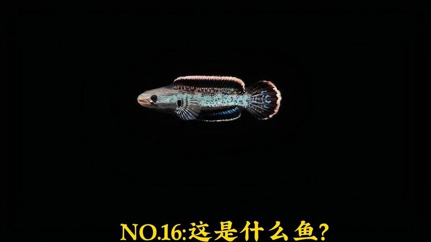 鬼王雷龍魚是大型雷龍嗎圖片大全