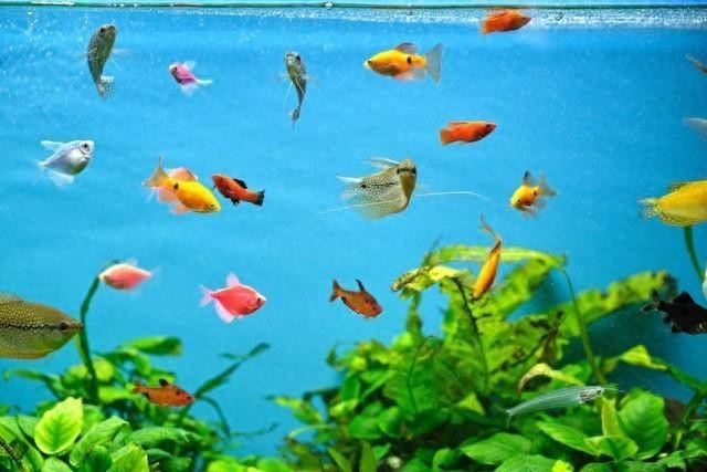 紅龍魚長期低溫會有什么后果？