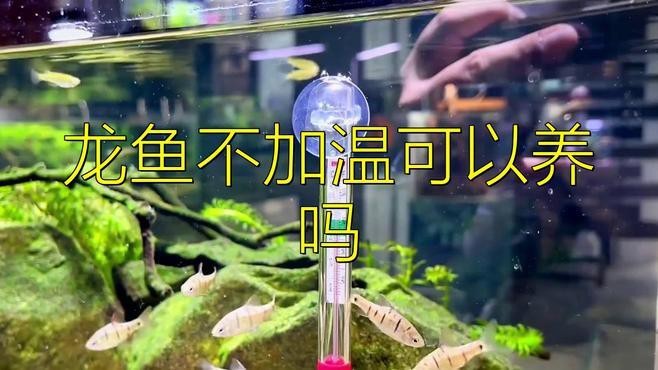 紅龍魚長期低溫會有什么后果？