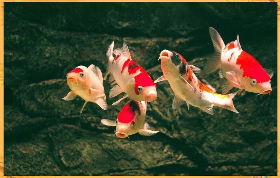 紅龍魚長期低溫會有什么后果？