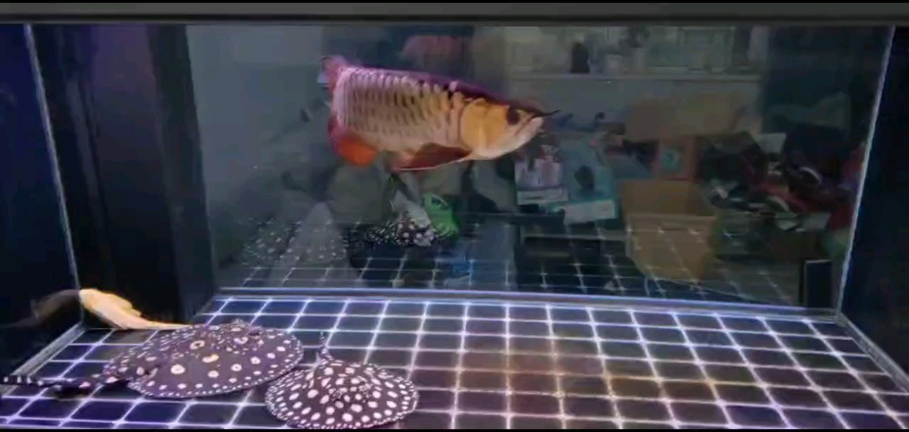 記錄一下，小炮彈到家一年多了，略微逗嘴，看不到炮頭了～ 記錄一下，小炮彈到家一年多了，略微逗嘴，看不到炮頭了～ 龍魚論壇