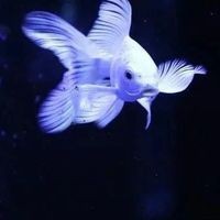 蝴蝶鯉最忌諱7件事