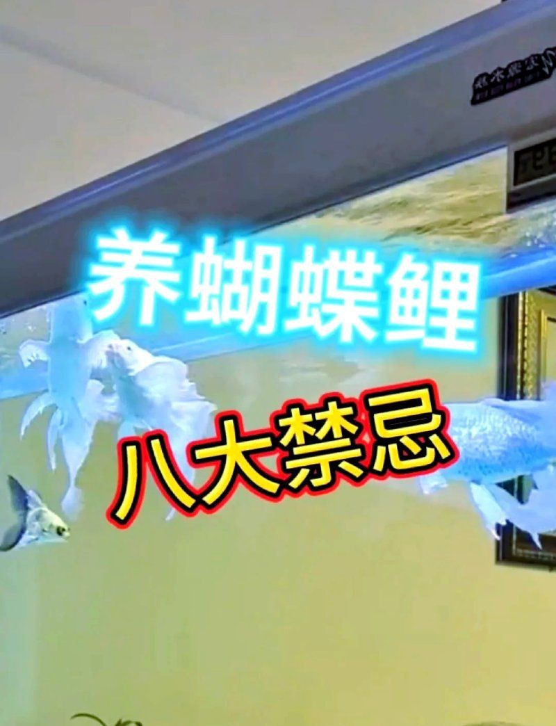 蝴蝶鯉最忌諱7件事