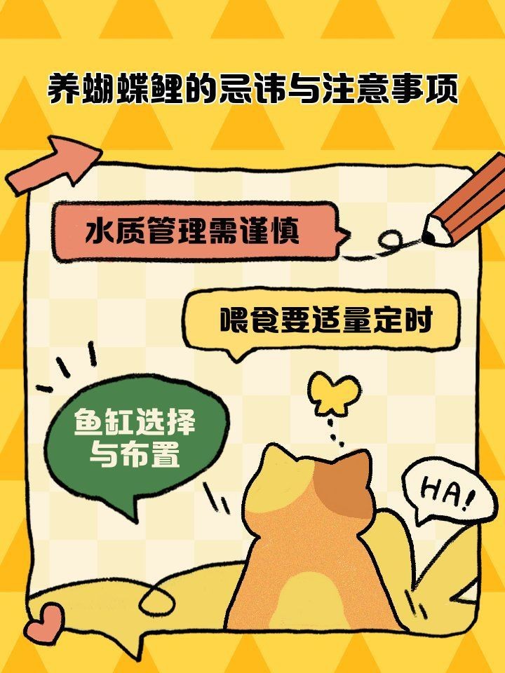 蝴蝶鯉最忌諱7件事