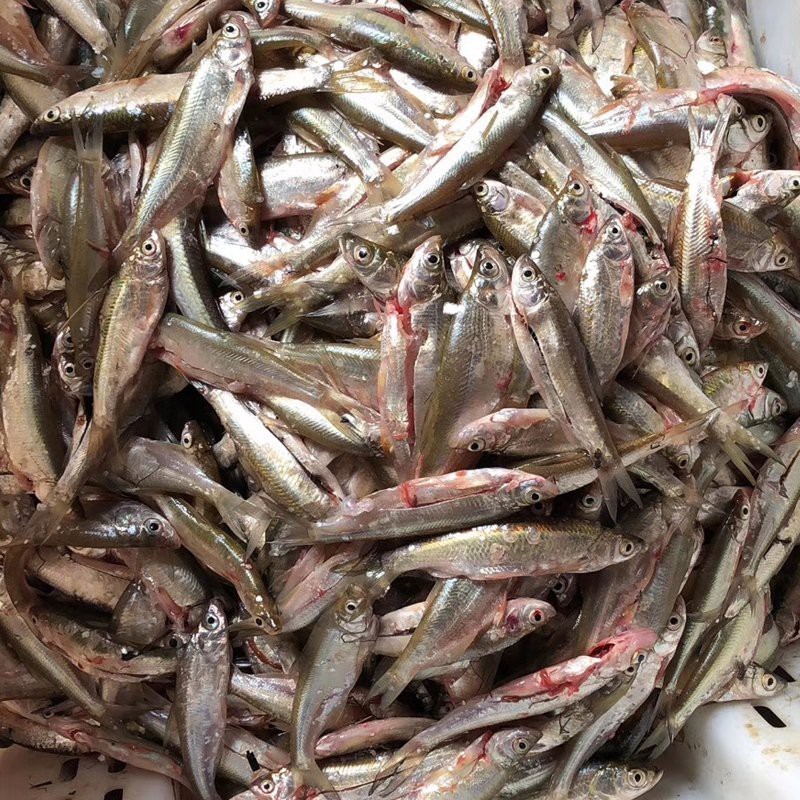 私人上門回收觀賞魚