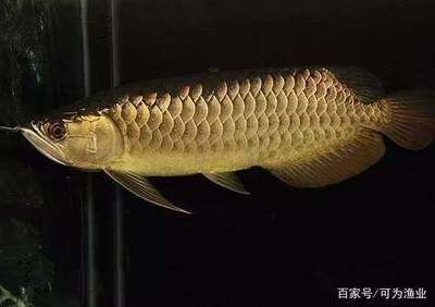 巴卡雷龍魚品種鑒別方法：巴卡雷龍魚與黃金眼鏡蛇區別巴卡雷龍魚與黃金眼鏡蛇區別