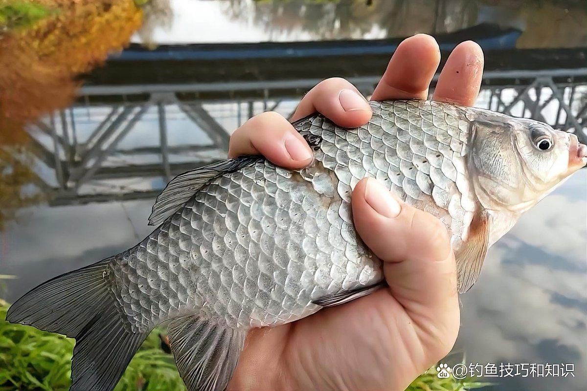 鯽魚為什么叫板鯽 鯽魚為什么叫板鯽 龍魚論壇 第2張