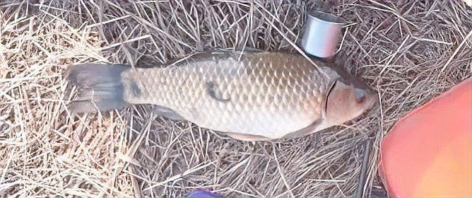 鯽魚為什么叫板鯽 鯽魚為什么叫板鯽 龍魚論壇 第4張