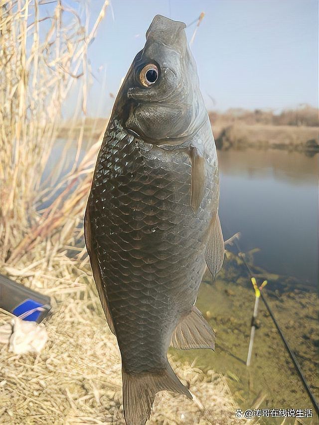 鯽魚為什么叫板鯽 鯽魚為什么叫板鯽 龍魚論壇 第6張