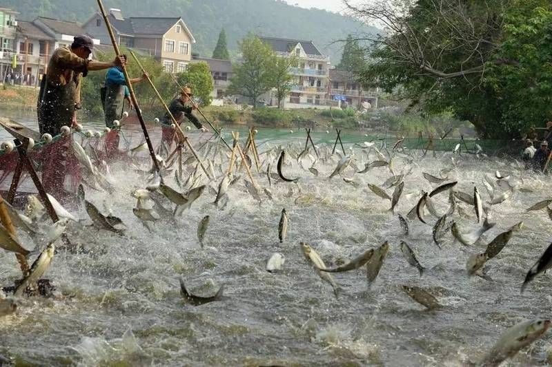 鯽魚為什么叫板鯽 鯽魚為什么叫板鯽 龍魚論壇 第8張