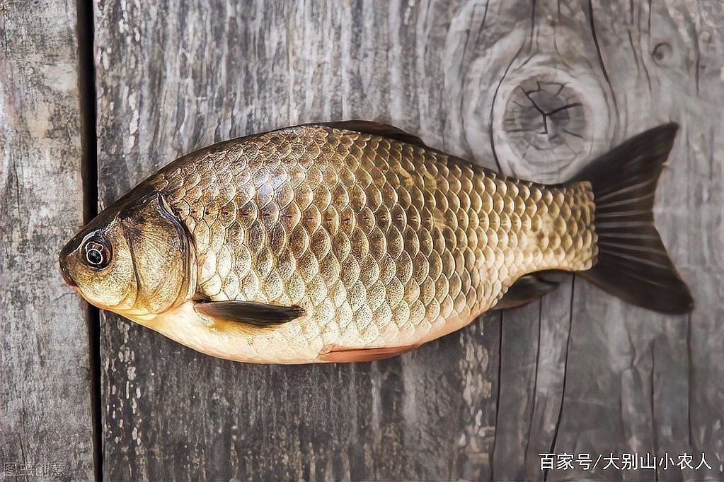 鯽魚為什么叫板鯽 鯽魚為什么叫板鯽 龍魚論壇 第10張