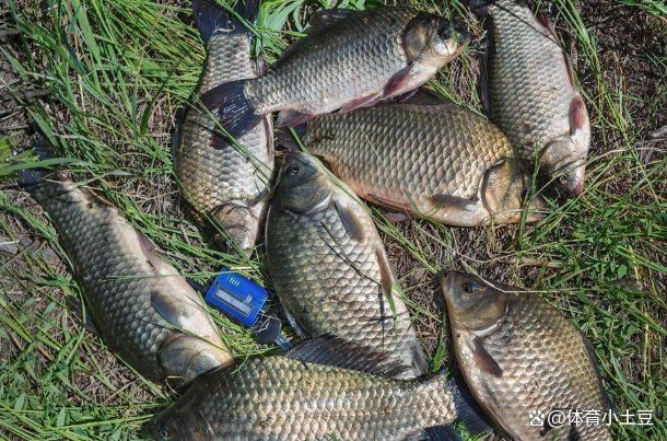 鯽魚為什么叫板鯽 鯽魚為什么叫板鯽 龍魚論壇 第12張