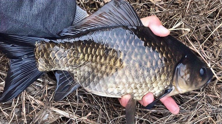 鯽魚為什么叫板鯽 鯽魚為什么叫板鯽 龍魚論壇 第16張