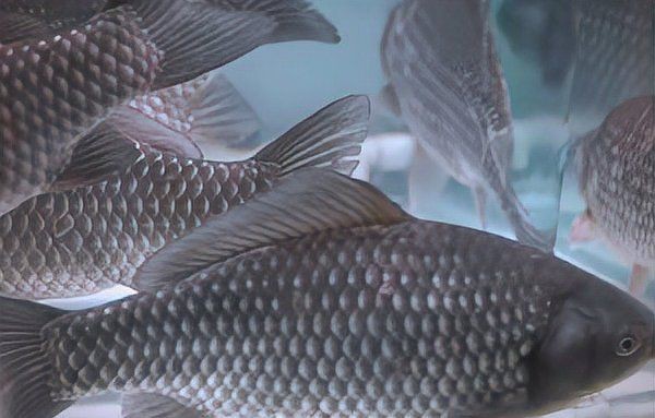 鯽魚為什么叫板鯽 鯽魚為什么叫板鯽 龍魚論壇 第21張