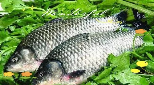 鯽魚為什么叫板鯽 鯽魚為什么叫板鯽 龍魚論壇 第25張