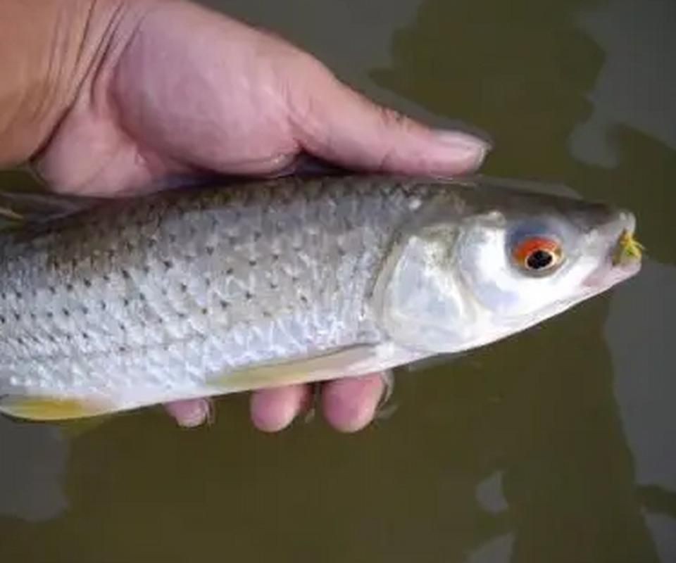 紅眼魚圖片