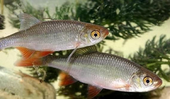 紅眼魚圖片