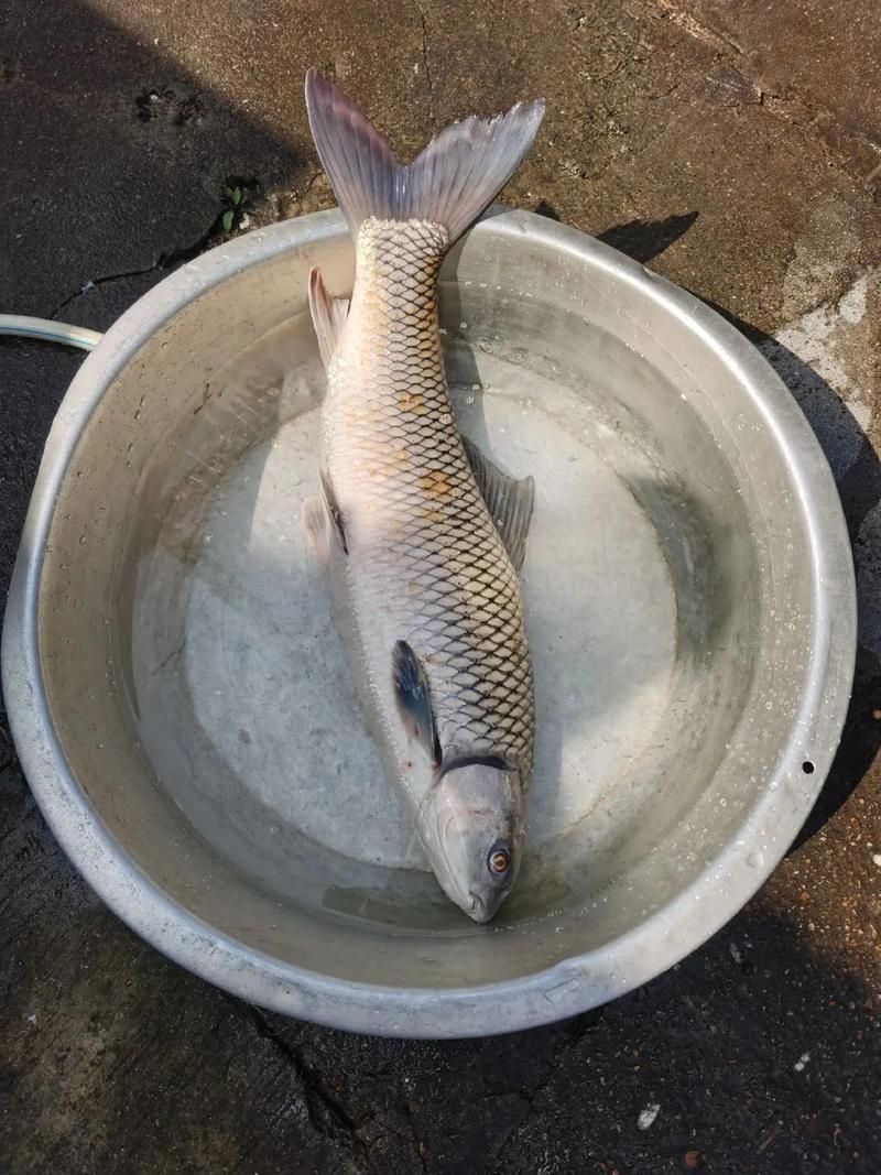 紅眼魚圖片