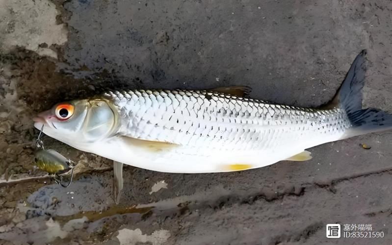紅眼魚圖片