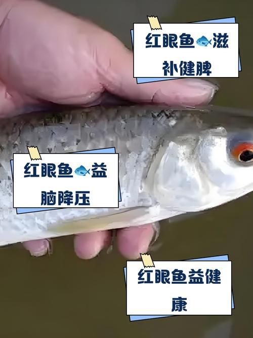 紅眼魚圖片