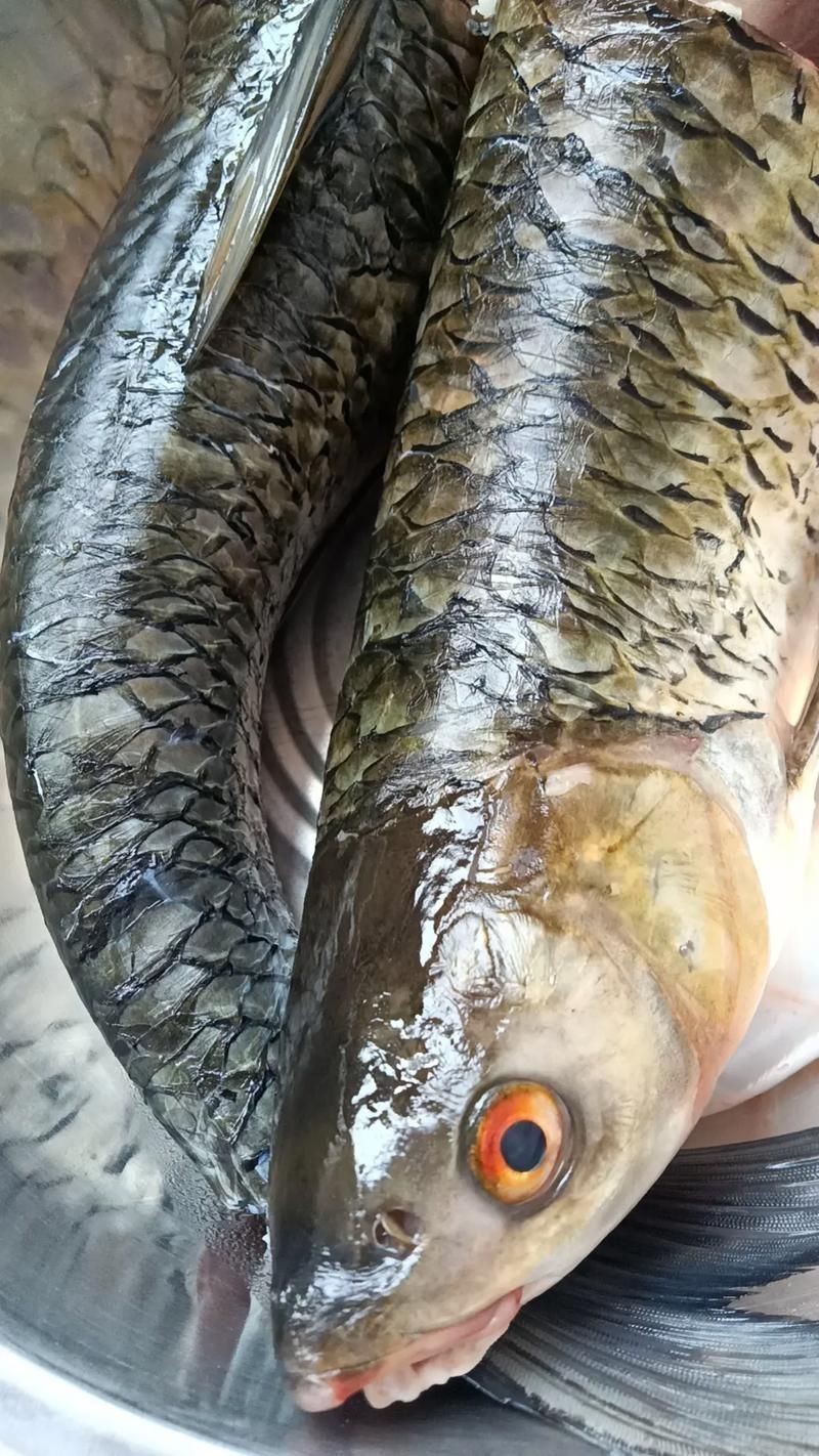 紅眼魚圖片