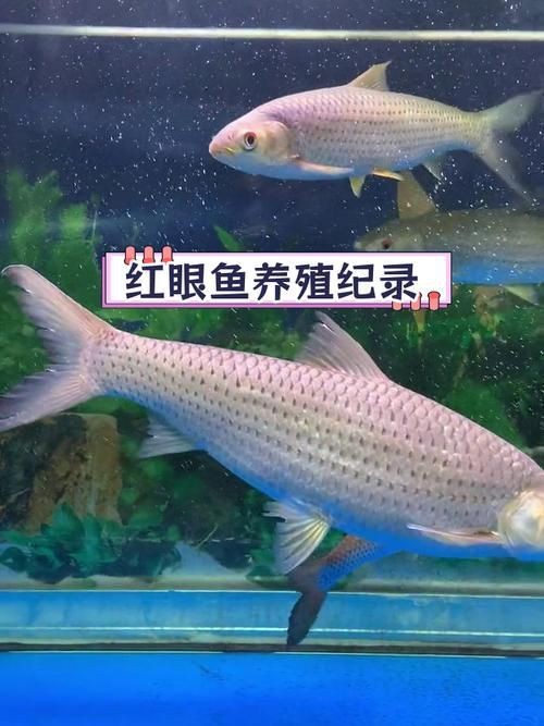 紅眼魚圖片