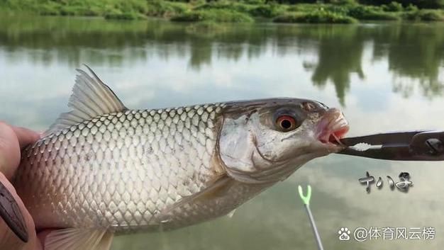 紅眼魚圖片