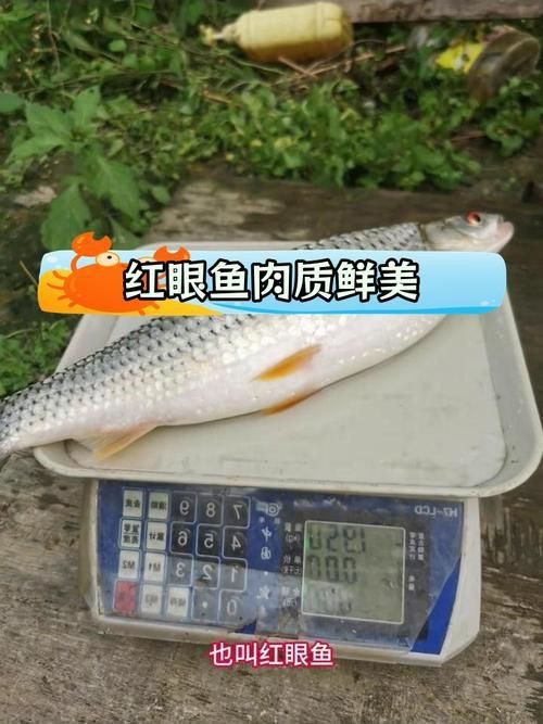 紅眼魚圖片