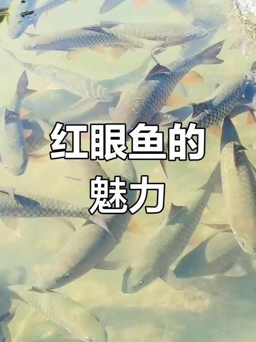 紅眼魚圖片